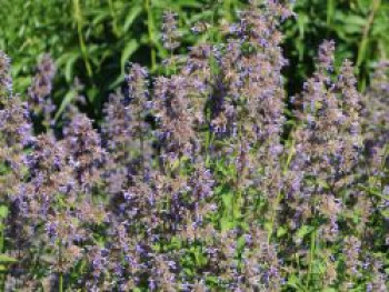 Großblütige Katzenminze &#8218;Pool Bank&#8216;, Nepeta grandiflora &#8218;Pool Bank&#8216;, Topfware