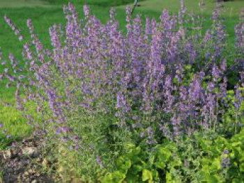 Großblütige Katzenminze &#8218;Wild Cat&#8216;, Nepeta grandiflora &#8218;Wild Cat&#8216;, Topfware