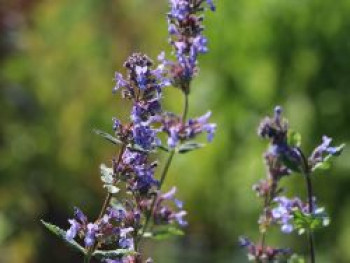 Großblütige Katzenminze &#8218;Zinser&#8217;s Giant&#8216;, Nepeta grandiflora &#8218;Zinser&#8217;s Giant&#8216;, Topfware