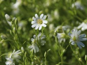 Großblütige Sternmiere, Stellaria holostea, Topfware