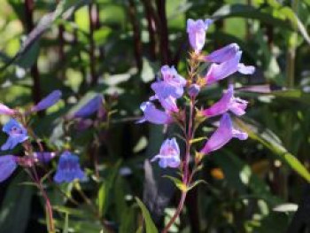 Großblütiger Bartfaden &#8218;Catherine de la Mare&#8216;, Penstemon scouleri &#8218;Catherine de la Mare&#8216;, Topfware