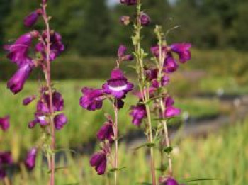 Großblütiger Bartfaden 'Purple Passion', Penstemon x cultorum 'Purple Passion', Topfware