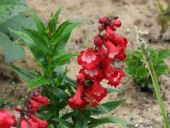Großblütiger Bartfaden 'Rubicunda', Penstemon x cultorum 'Rubicunda', Topfware