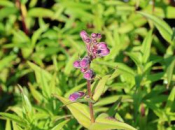 Großblütiger Bartfaden 'Sour Grapes', Penstemon x cultorum 'Sour Grapes', Topfware
