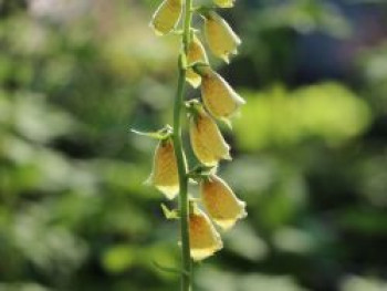 Großblütiger Fingerhut &#8218;Carillon&#8216;, Digitalis grandiflora &#8218;Carillon&#8216;, Topfware