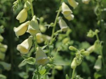 Großblütiger Fingerhut &#8218;Creme Bell&#8216;, Digitalis grandiflora &#8218;Creme Bell&#8216;, Topfware