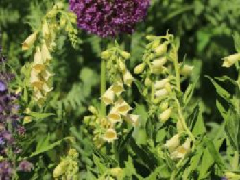 Großblütiger Fingerhut, Digitalis grandiflora, Topfware