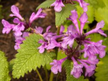 Großblütiger Ziest, Stachys grandiflora, Topfware