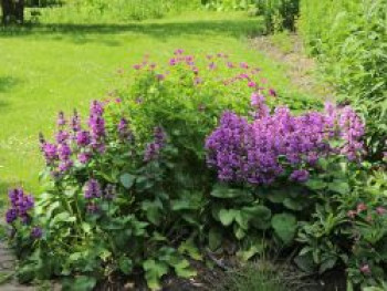 Großblütiger Ziest &#8218;Superba&#8216;, Stachys grandiflora &#8218;Superba&#8216;, Topfware