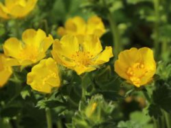 Großblütiges Fingerkraut, Potentilla megalantha, Containerware