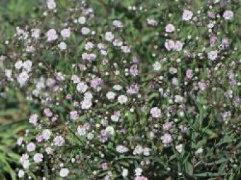 Großblütiges Schleierkraut, Gypsophila pacifica, Topfware