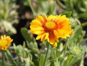 Großblumige Kokardenblume 'Arizona Apricot', Gaillardia x grandiflora 'Arizona Apricot', Topfware