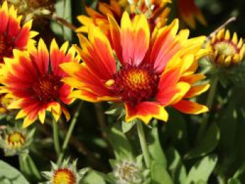 Großblumige Kokardenblume &#8218;Bremen&#8216;, Gaillardia x grandiflora &#8218;Bremen&#8216;, Topfware