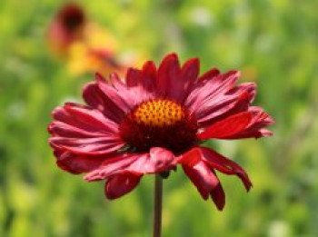 Großblumige Kokardenblume &#8218;Burgunder&#8216;, Gaillardia x grandiflora &#8218;Burgunder&#8216;, Topfware