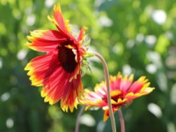 Großblumige Kokardenblume &#8218;Fackelschein&#8216;, Gaillardia x grandiflora &#8218;Fackelschein&#8216;, Topfware