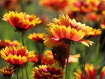 Großblumige Kokardenblume 'Kobold', Gaillardia x grandiflora 'Kobold', Containerware