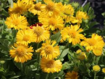 Großblumige Kokardenblume 'Mesa Yellow', Gaillardia x grandiflora 'Mesa Yellow', Topfware