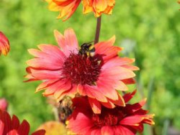 Großblumige Kokardenblume 'Tokajer', Gaillardia x grandiflora 'Tokajer', Topfware