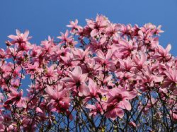 Großblumige Magnolie &#8218;Galaxy&#8216;, 40-60 cm, Magnolia sprengeri &#8218;Galaxy&#8216;, Containerware