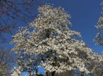 Großblumige Magnolie &#8218;Merrill&#8216;, 40-60 cm, Magnolia x loebneri &#8218;Merrill&#8216;, Containerware