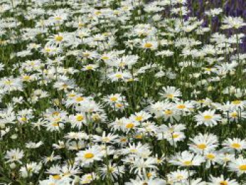 Großblumige Margerite 'Silver Princess', Leucanthemum x superbum 'Silver Princess', Containerware