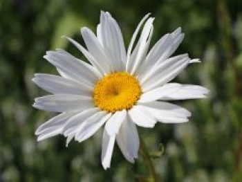 Großblumige Margerite &#8218;Alaska&#8216;, Leucanthemum x superbum &#8218;Alaska&#8216;, Topfware