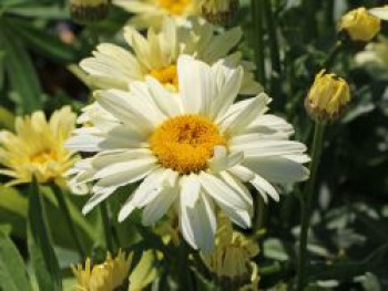 Großblumige Margerite 'Banana Cream', Leucanthemum x superbum 'Banana Cream', Containerware