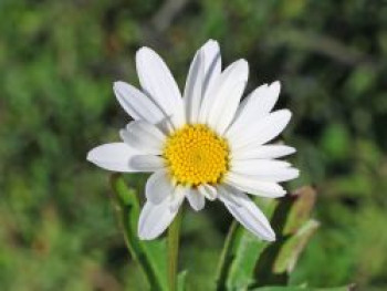 Großblumige Margerite &#8218;Brightside&#8216;, Leucanthemum x superbum &#8218;Brightside&#8216;, Topfware