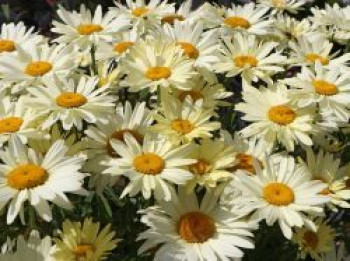 Großblumige Margerite 'Broadway Lights' ®, Leucanthemum x superbum 'Broadway Lights' ®, Containerware