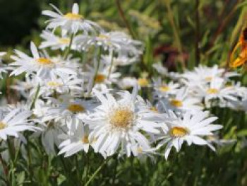 Großblumige Margerite &#8218;Christine Hagemann&#8216;, Leucanthemum x superbum &#8218;Christine Hagemann&#8216;, Topfware