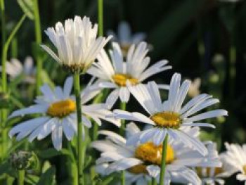 Großblumige Margerite 'Dwarf Snow Lady', Leucanthemum x superbum 'Dwarf Snow Lady', Topfware