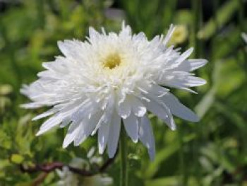 Großblumige Margerite &#8218;Eisstern&#8216;, Leucanthemum x superbum &#8218;Eisstern&#8216;, Topfware