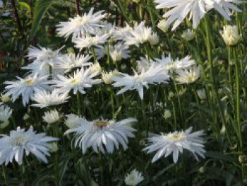 Großblumige Margerite (gefüllt), Leucanthemum x superbum (gefüllt), Topfware