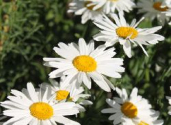 Großblumige Margerite &#8218;Gruppenstolz&#8216;, Leucanthemum x superbum &#8218;Gruppenstolz&#8216;, Topfware