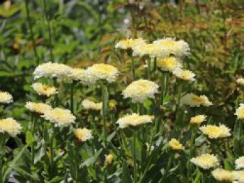 Großblumige Margerite 'Luna' ®, Leucanthemum x superbum 'Luna' ®, Containerware