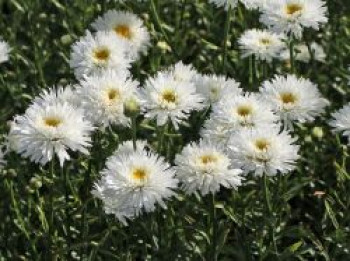 Großblumige Margerite 'Ohh La LaSpider', Leucanthemum x superbum 'Ohh La LaSpider', Topfware