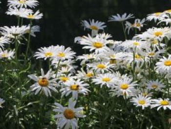 Großblumige Margerite &#8218;Silberprinzesschen&#8216;, Leucanthemum x superbum &#8218;Silberprinzesschen&#8216;, Topfware