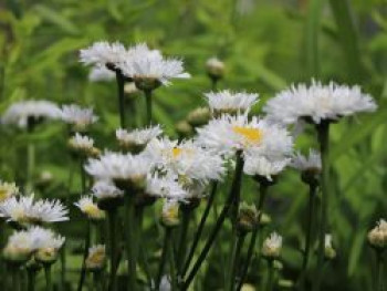 Großblumige Margerite &#8218;Snehurka&#8216;, Leucanthemum x superbum &#8218;Snehurka&#8216;, Topfware