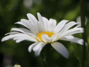 Großblumige Margerite &#8218;Starburst&#8216;, Leucanthemum x superbum &#8218;Starburst&#8216;, Topfware