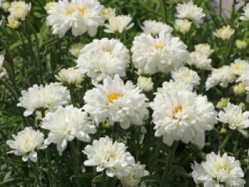 Großblumige Margerite &#8218;Victorian Secret&#8216;, Leucanthemum x superbum &#8218;Victorian Secret&#8216;, Topfware