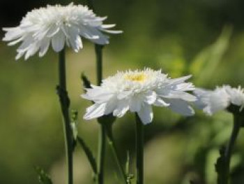 Großblumige Margerite &#8218;Wirral Supreme&#8216;, Leucanthemum x superbum &#8218;Wirral Supreme&#8216;, Topfware