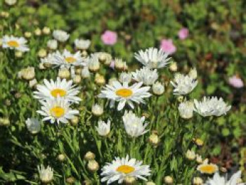 Großblumige Sommer-Margerite 'Madonna', Leucanthemum x superbum 'Madonna', Containerware