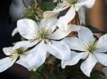 Großblumige Waldrebe &#8218;Apollonia&#8216;, 60-100 cm, Clematis x cultorum &#8218;Apollonia&#8216;, Containerware