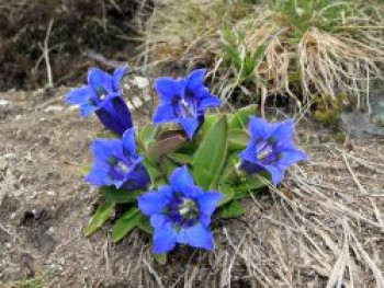 Großblumiger Frühlings-Enzian, Gentiana acaulis, Topfware