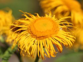 Großblumiger Scheinalant, Telekia speciosa, Topfware