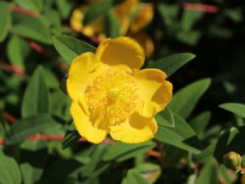 Großblumiges Johanniskraut 'Hidcote', 20-30 cm, Hypericum 'Hidcote', Containerware