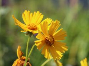 Großblumiges Mädchenauge &#8218;Christchurch&#8216;, Coreopsis grandiflora &#8218;Christchurch&#8216;, Topfware