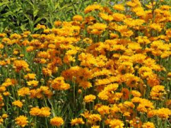 Großblumiges Mädchenauge 'Early Sunrise', Coreopsis grandiflora 'Early Sunrise', Containerware