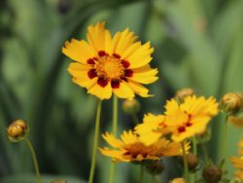 Großblumiges Mädchenauge &#8218;Heliot&#8216;, Coreopsis grandiflora &#8218;Heliot&#8216;, Topfware