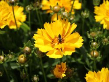 Großblumiges Mädchenauge 'Presto' ®, Coreopsis grandiflora 'Presto' ®, Containerware